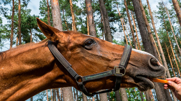 Ein Pferdekopf in Nahaufnahme, wie er eine Möhre isst.